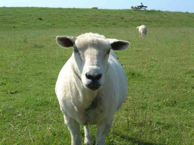 Endlose Deiche mit Rasenm�her