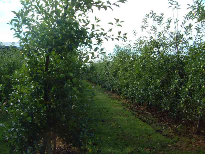 Apfelhof Sumfleth - Hohenlucht 15