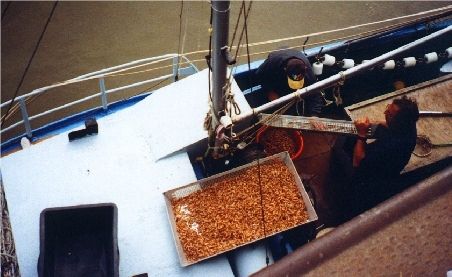 Cuxhaven - fangfrische Krabben